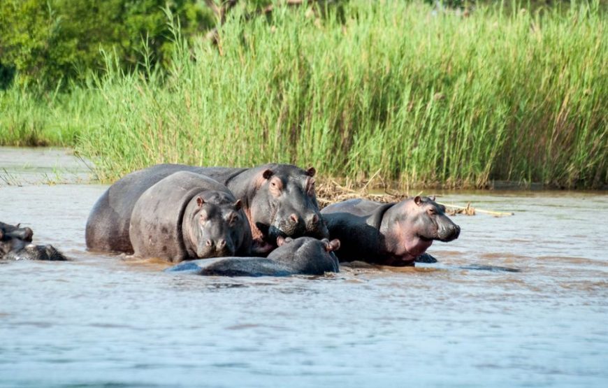 Hippopotamus-in-Rusizi-National-Park