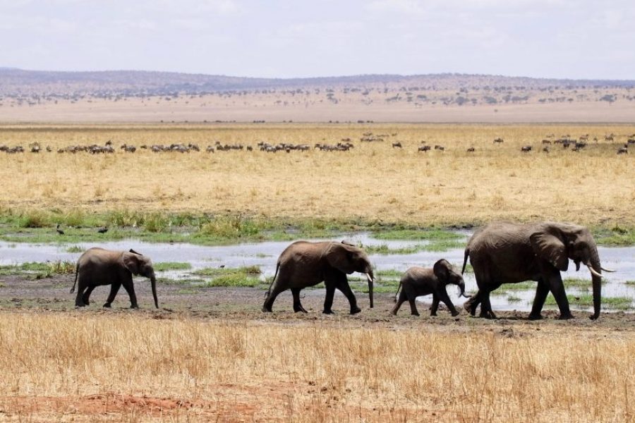 TANZANIA WILDLIFE & CULTURAL SAFARI – 8 DAY