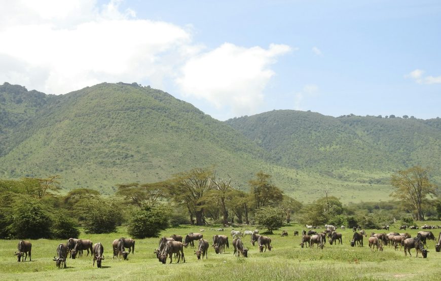 Tanzania Safari & Zanzibar – 9 Days