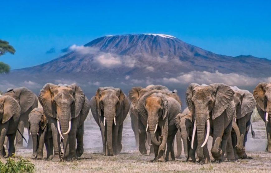 Kenya & Tanzania Classic Safari – 11 Days