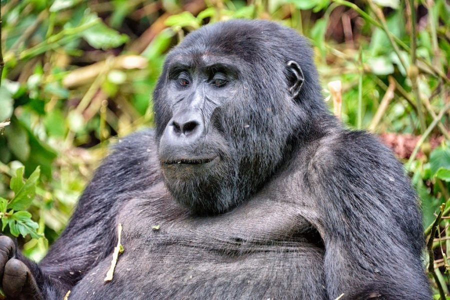East African Gorilla in the forest