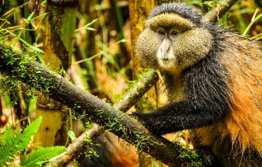 Rwanda Remarkable Primate Safari – 05 Days