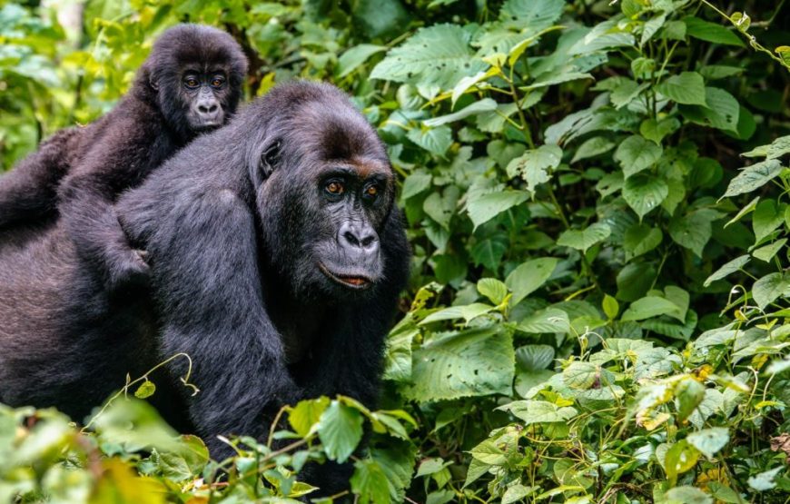 Rwanda Remarkable Primate Safari – 05 Days