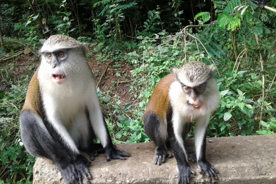 Tafi-Atome-Monkey-Sanctuary-And-Cultural-Village-Tafi-Ghana