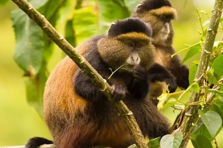 Rwanda Remarkable Primate Safari – 05 Days