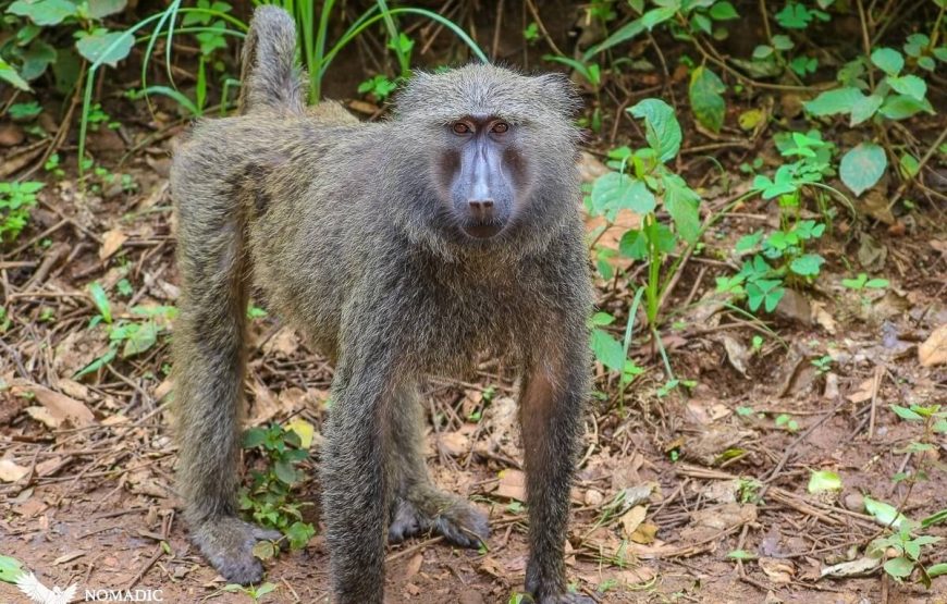 Uganda & Rwanda Primate Safari Combo – 10 Days