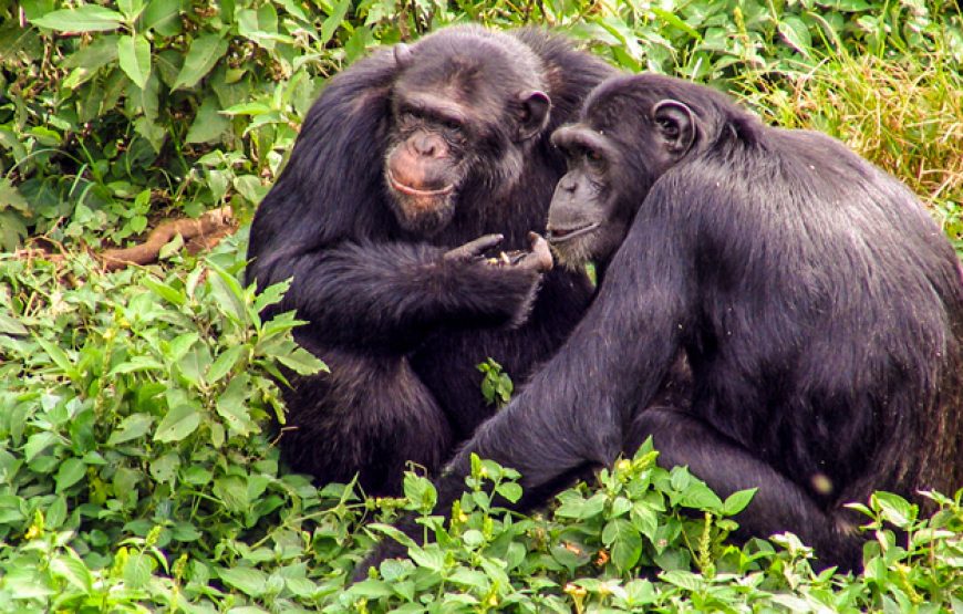 Uganda Safari & Chimpanzee Trek – 7 Days