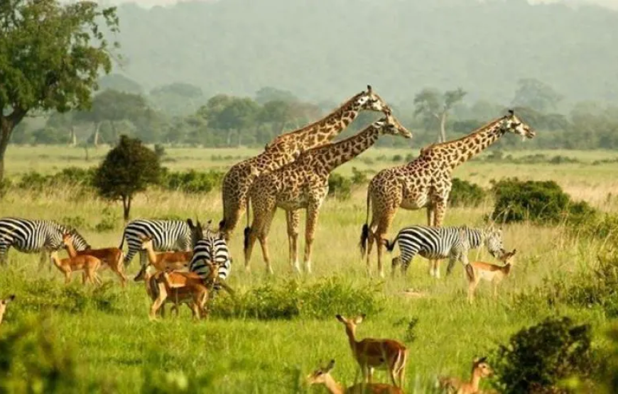 Uganda Safari & Chimpanzee Trek – 7 Days