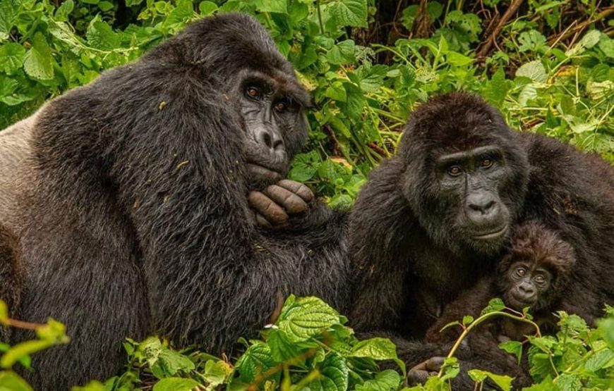 Rwanda Remarkable Primate Safari – 07 Days