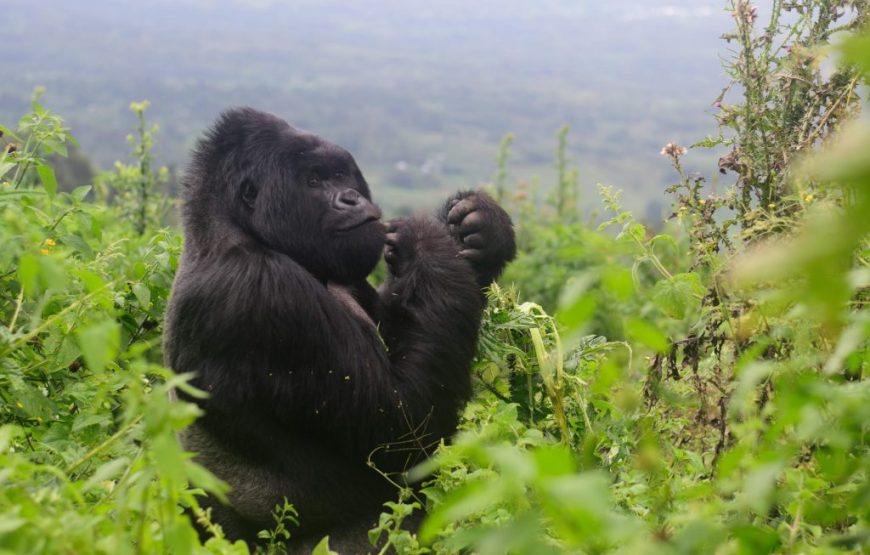 Rwanda Remarkable Primate Safari – 07 Days