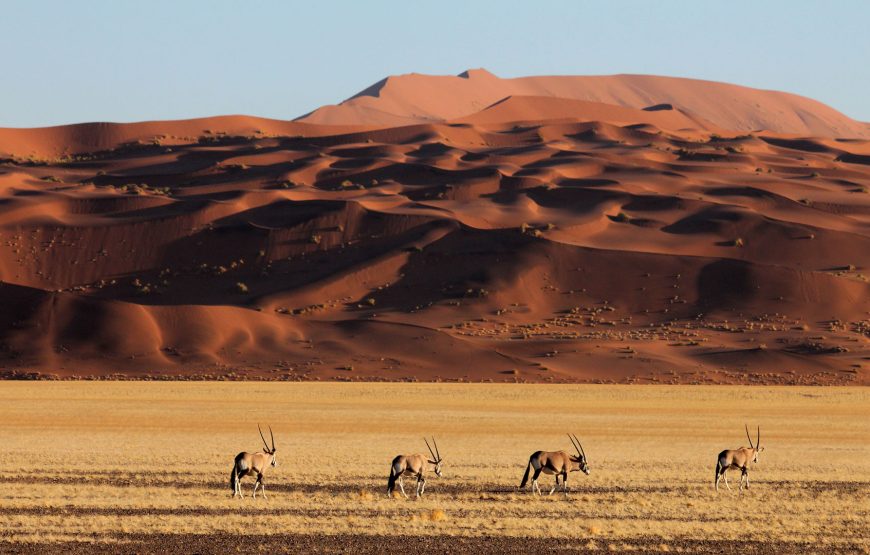 Best Of Namibia Desert, Culture & Wildlife Safari  – 9 Days