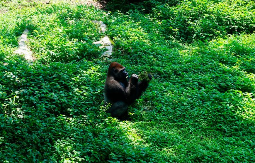 BAGYELI PEOPLE & CAMPO MA’AN NATIONAL PARK – 9 DAYS