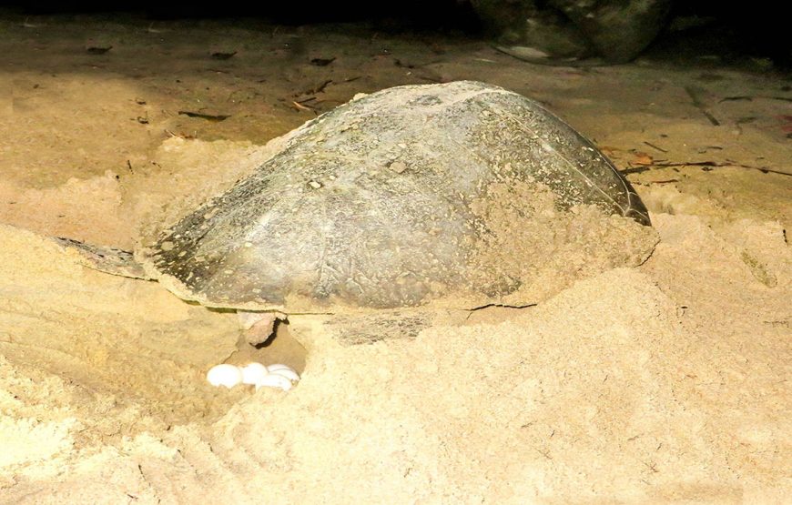 BAGYELI PEOPLE & CAMPO MA’AN NATIONAL PARK – 9 DAYS