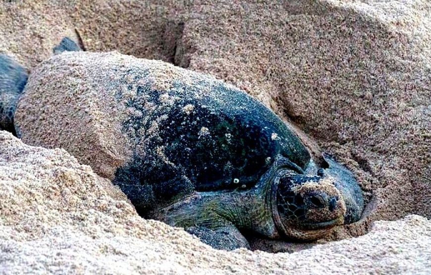 CAMEROON BAGYELI PEOPLE CULTURAL TOUR-7 DAYS