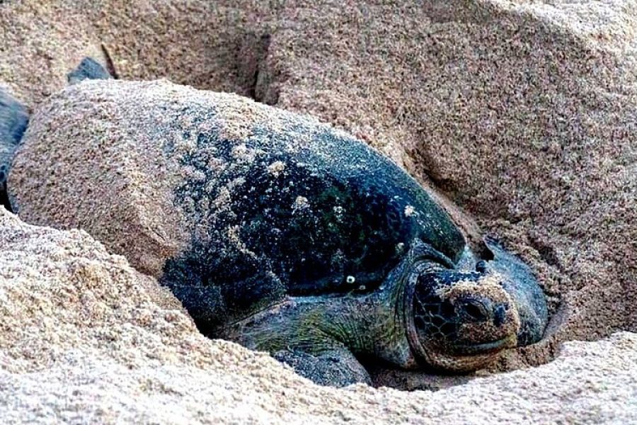 CAMEROON BAGYELI PEOPLE CULTURAL TOUR-7 DAYS