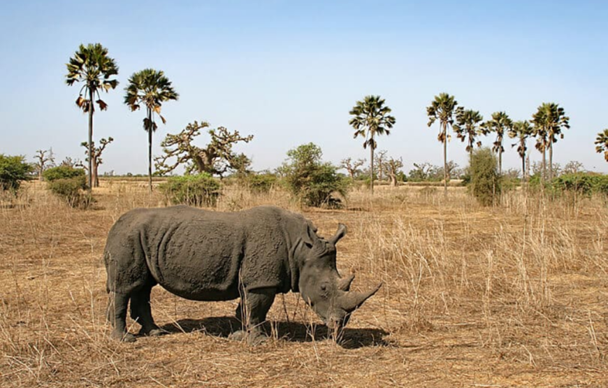 Senegal Unveiled: City, Heritage, Wildlife & Shore – 5 Days