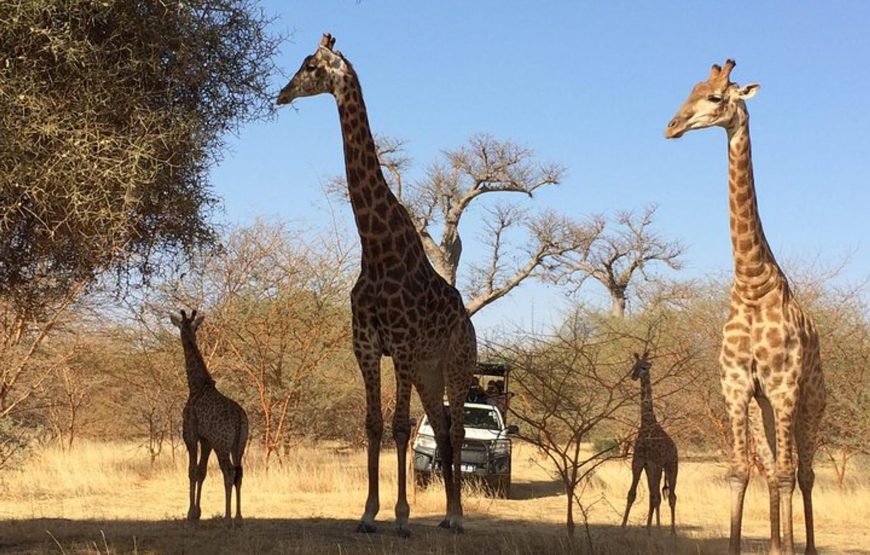 MAURITANIA & SENEGAL DISCOVERY -14 DAYS
