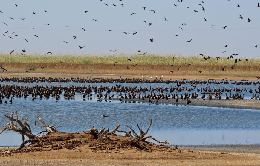 MAURITANIA & SENEGAL DISCOVERY -14 DAYS